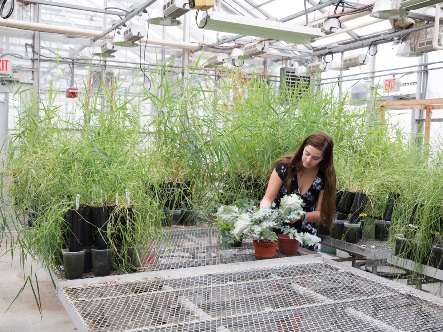 Giannina Guzman checks plants in the greenhouse on Villanova’s campus.