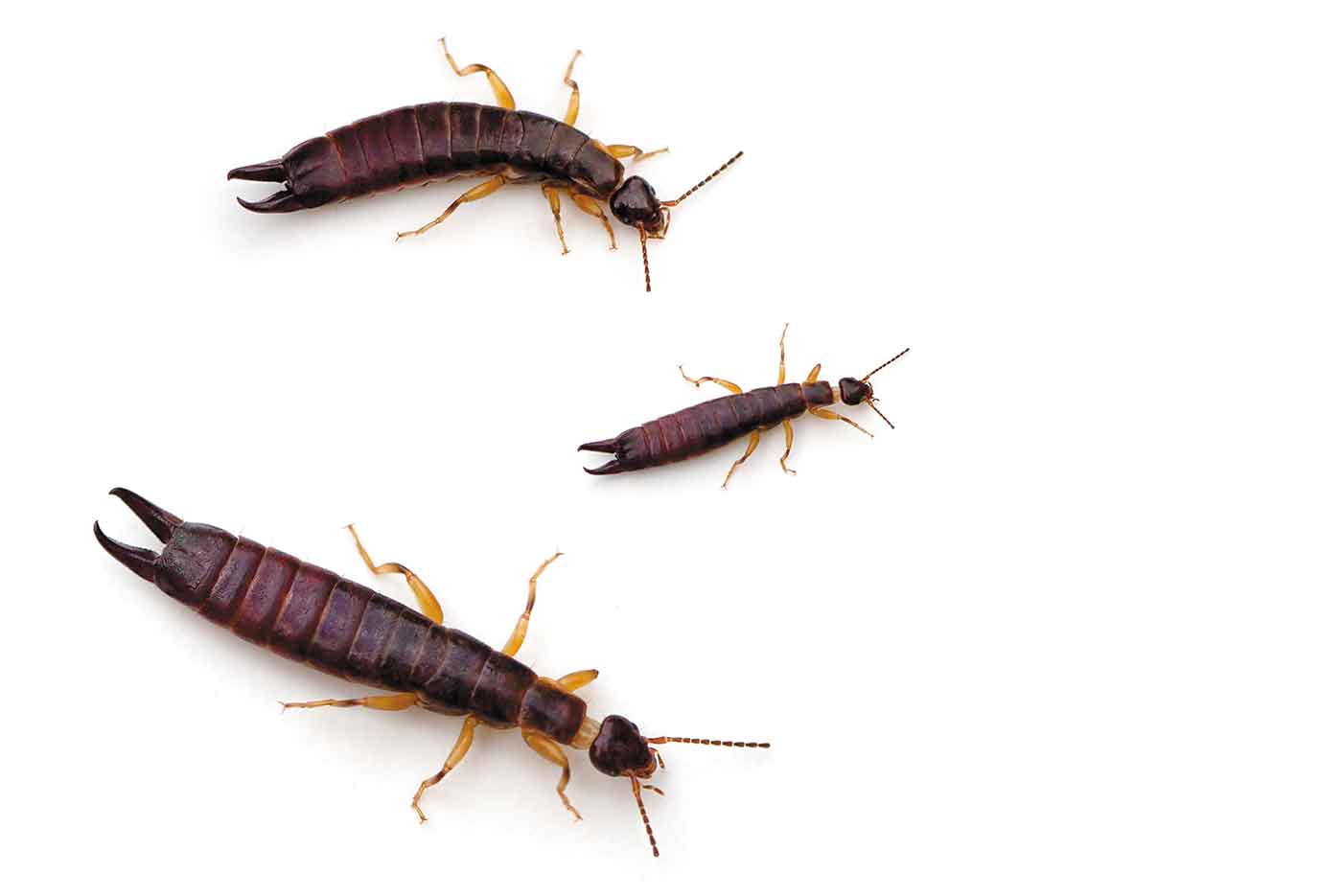 three earwigs of different sizes