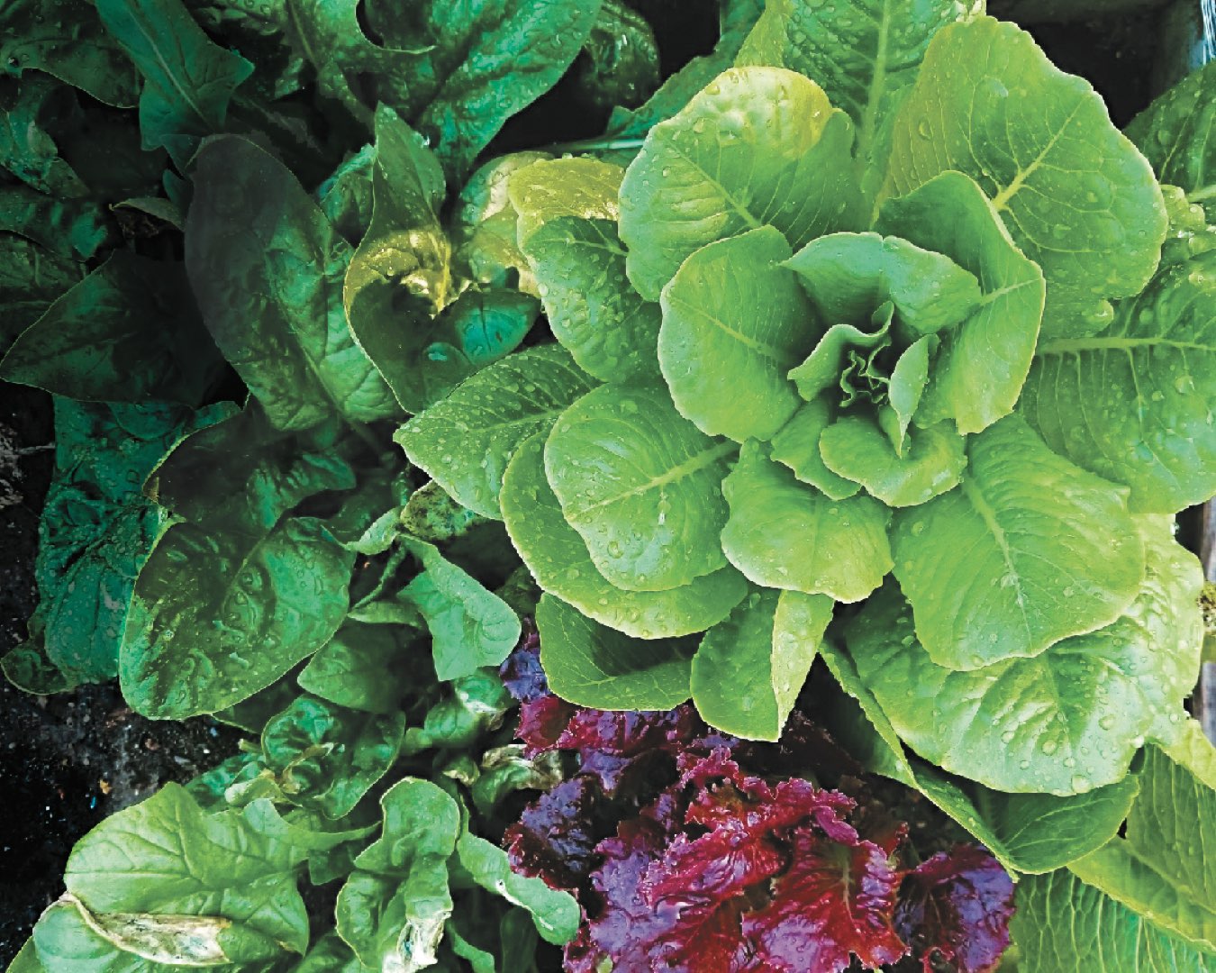 Fresh, vibrant green and purple leafy vegetables in the campus garden