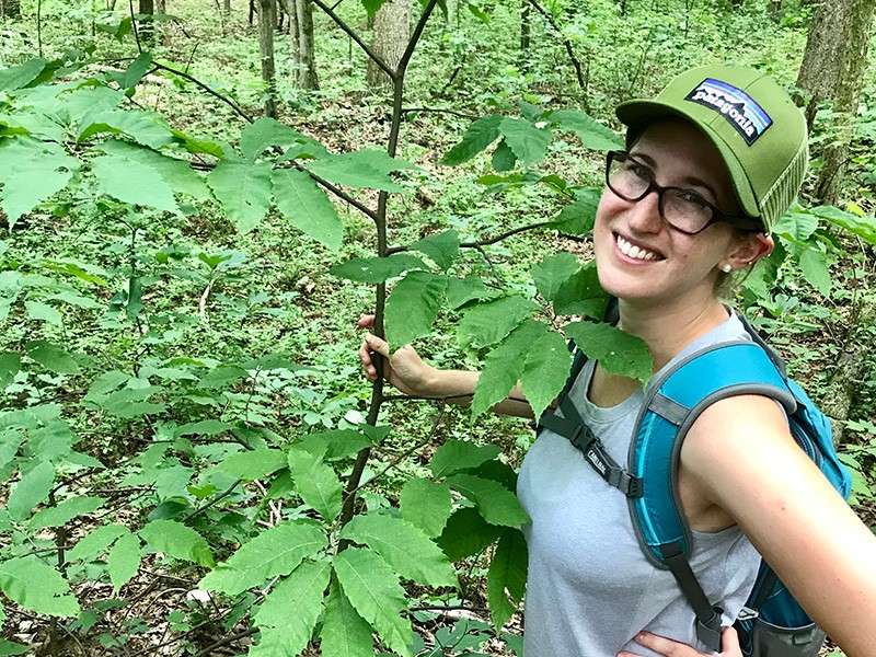 Charting the Course for Recovery: Villanova Geography and the Environment Professor Turns to Maps to Help Plan Repopulation of Iconic American Chestnut