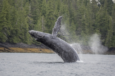 Whale jumping out of water