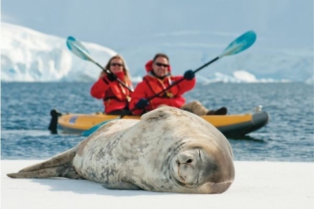 Seal with kayakers in Antarctica