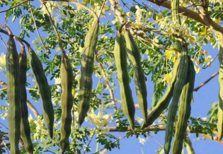 Research suggests that moringa oleifera seeds have potential for the removal of copper from water.