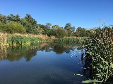 Constructed Stormwater Wetland