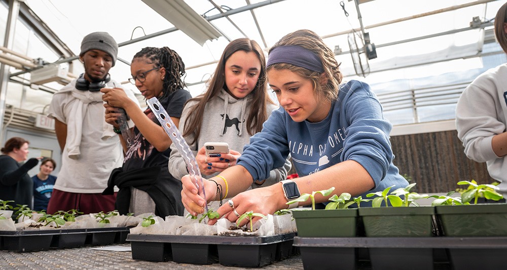 Students working together on plant research in a greenhouse