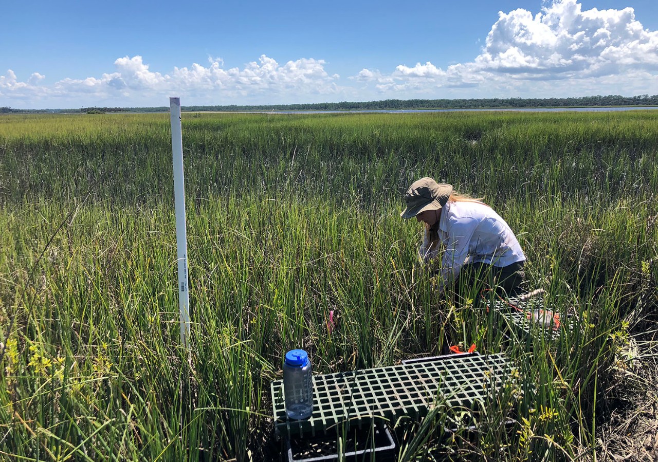 Graduate student in Biology collecting data in a tidal marsh