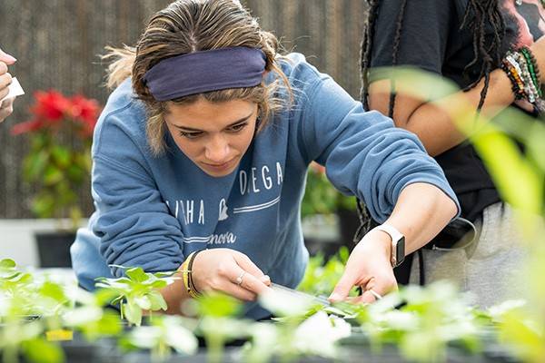 A student measures plants in the greenhouse