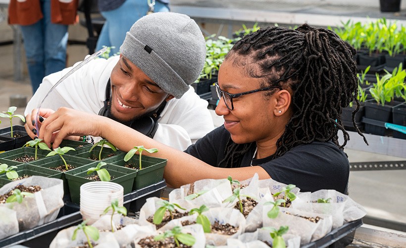 Students conduct research in the greenhouse