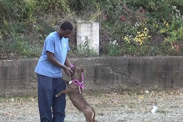 Jerome Maynard works with one of the dogs at Hand2Paw.