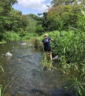 Environmental Science student Erin Siebert ’20 MS examines the impacts of Hurricane Maria on stream water quality in Puerto Ric