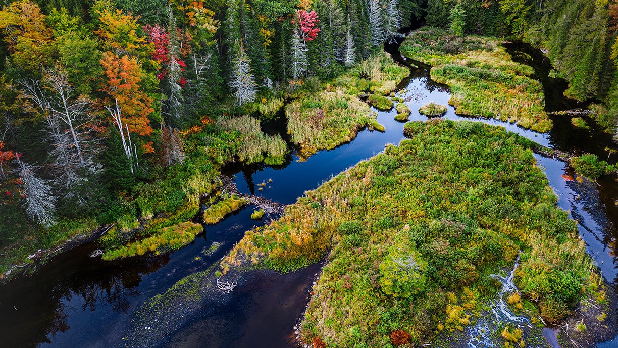 Beautiful stream running through a forest.