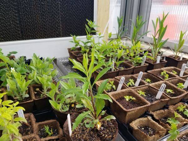 Plants in pots in greenhouse