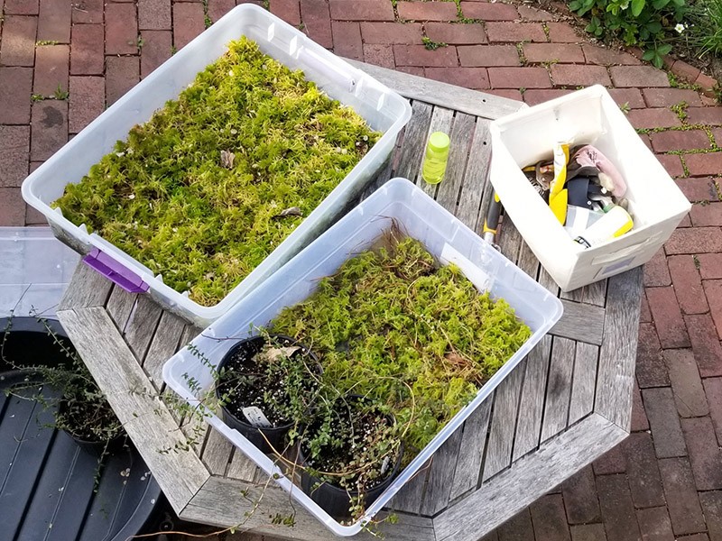 Bins of mosses on a table ready to be installed in PHS bog
