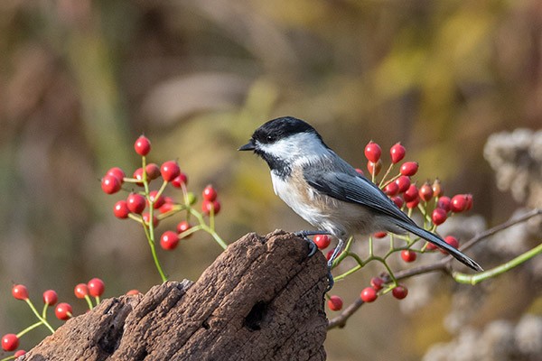 Chickadee perched with berries in background