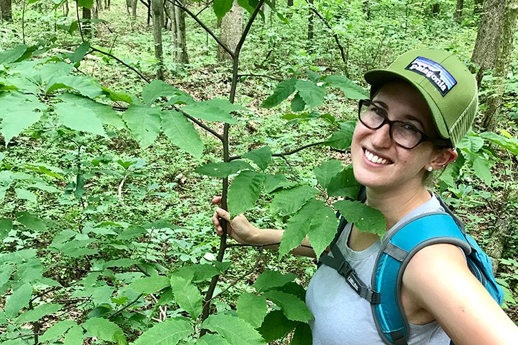 Charting the Course for Recovery: Villanova Geography and the Environment Professor Turns to Maps to Help Plan Repopulation of Iconic American Chestnut