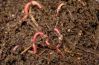 Villanova professor sees earthworms as hope for human blood substitute