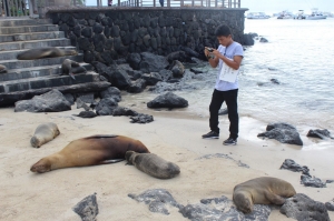 Student taking a photo and observing sea lions on a sandy beach