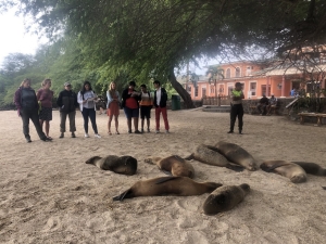 Group of students observes sea lions on a sandy beach