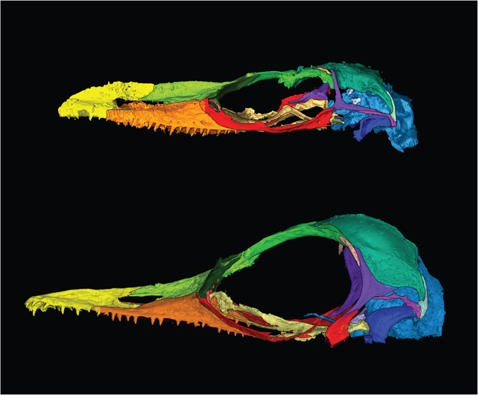 Photo of an x-ray of two lizard skulls. They are rainbow colored against a black background. The top skull is long and narrow, resembling a bird beak. The bottom skull is clearly more rounded.