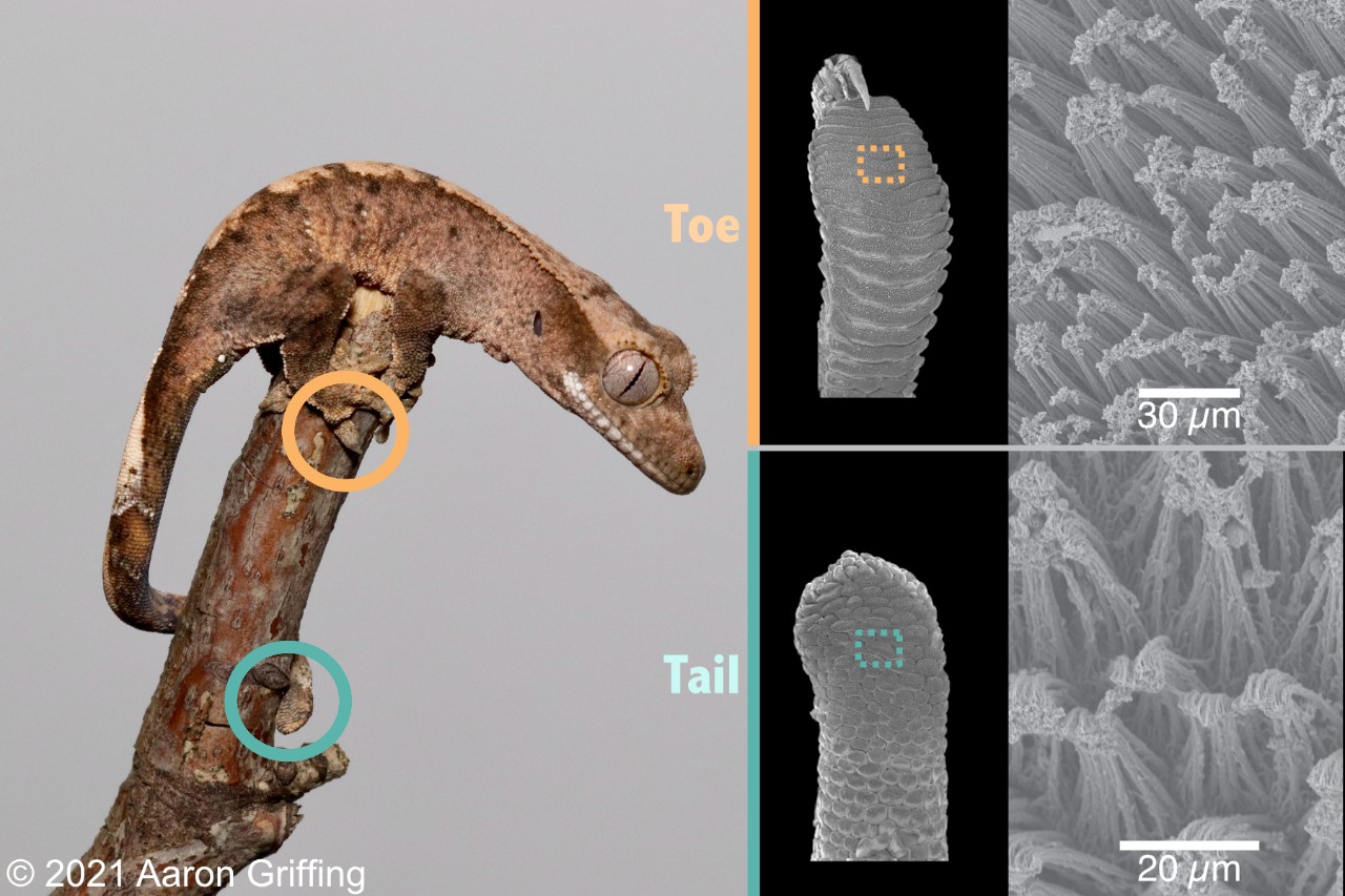Left side of the photo depicts a gecko wrapped around a branch. The gecko's toes and tail are circled. Right half of the photo is an x-rayed version of a toe and a tail with the sticky pad spots circled. The sticky pads are center top.