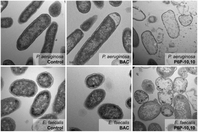 The first column shows the original bacteria. The second column shows bacteria exposed to an active ingredient in Lysol. The third column shows bacteria exposure to P6P-10,-10.