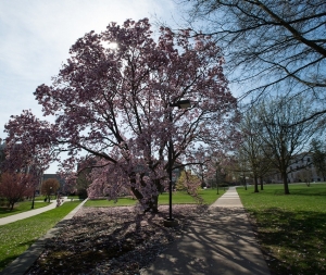Arbor Day Foundation Names Villanova University as a ‘Tree Campus Higher Education Institution’ for the Fourth Consecutive Year