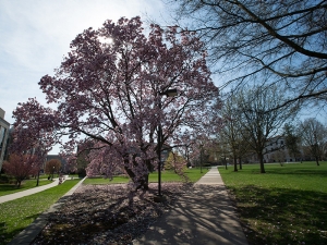 Trees on Villanova's campus