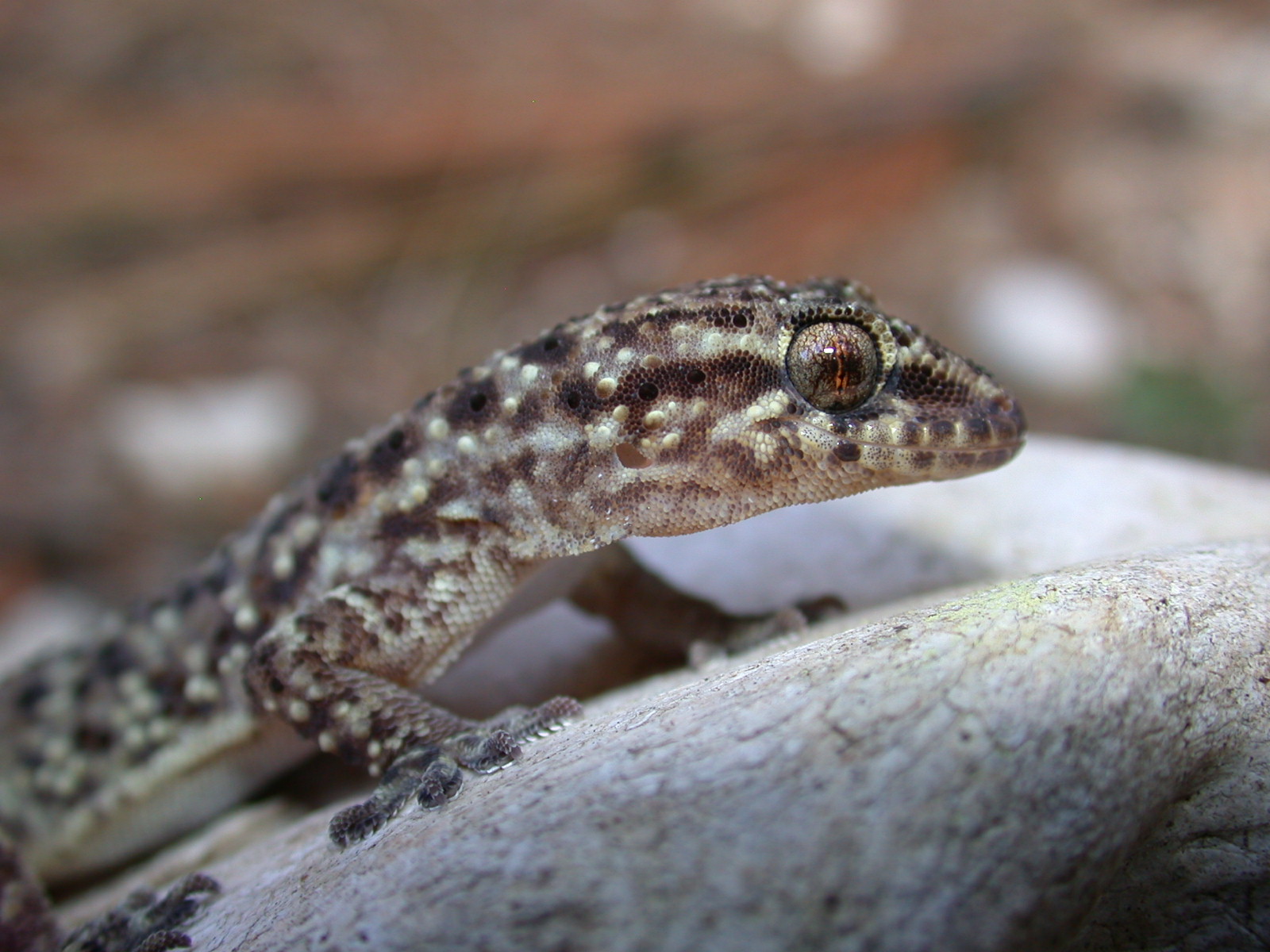 A new species of gecko from the locality of Dormaal in Belgium has been described in Royal Society Open Science.