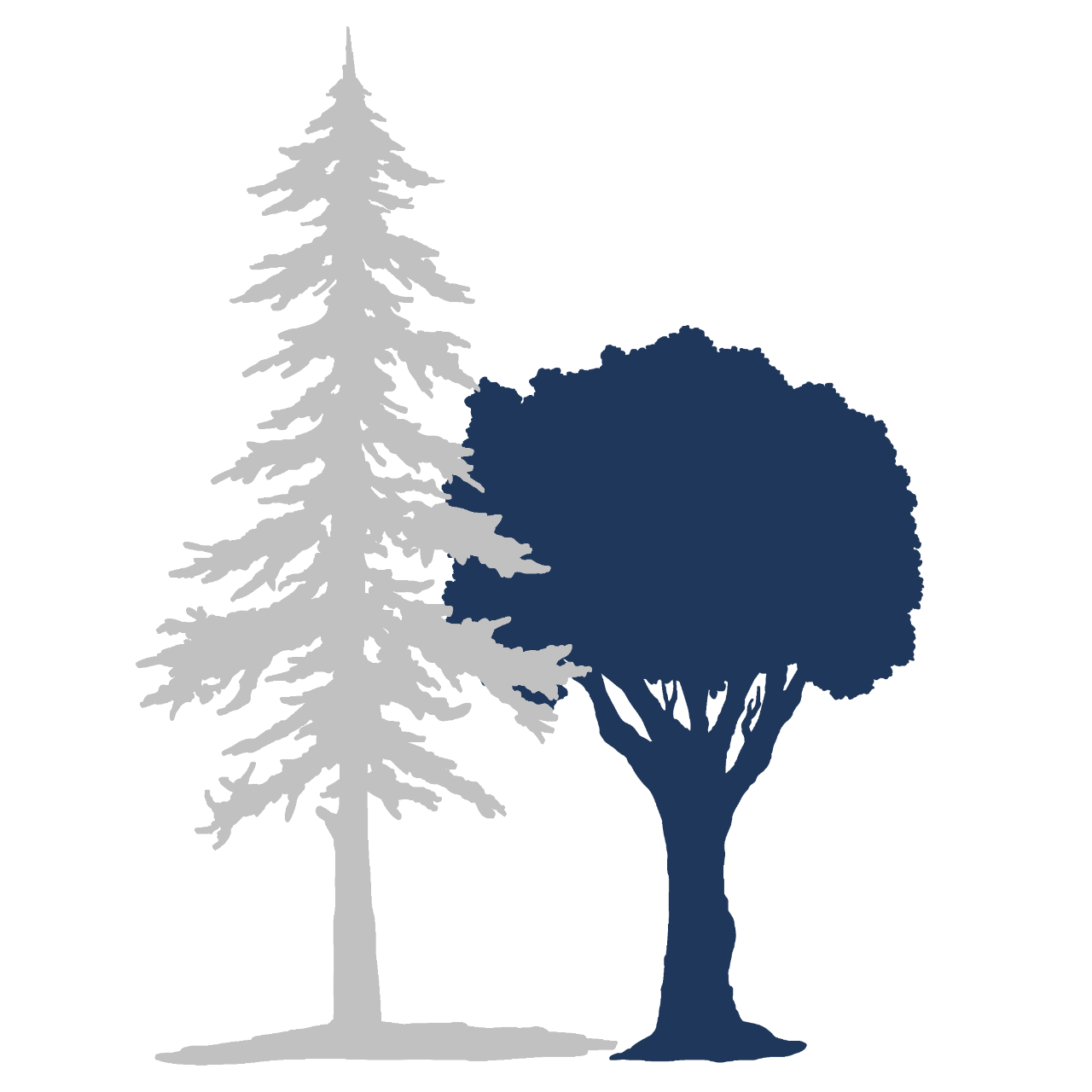 Silhouette of oak and pine tree
