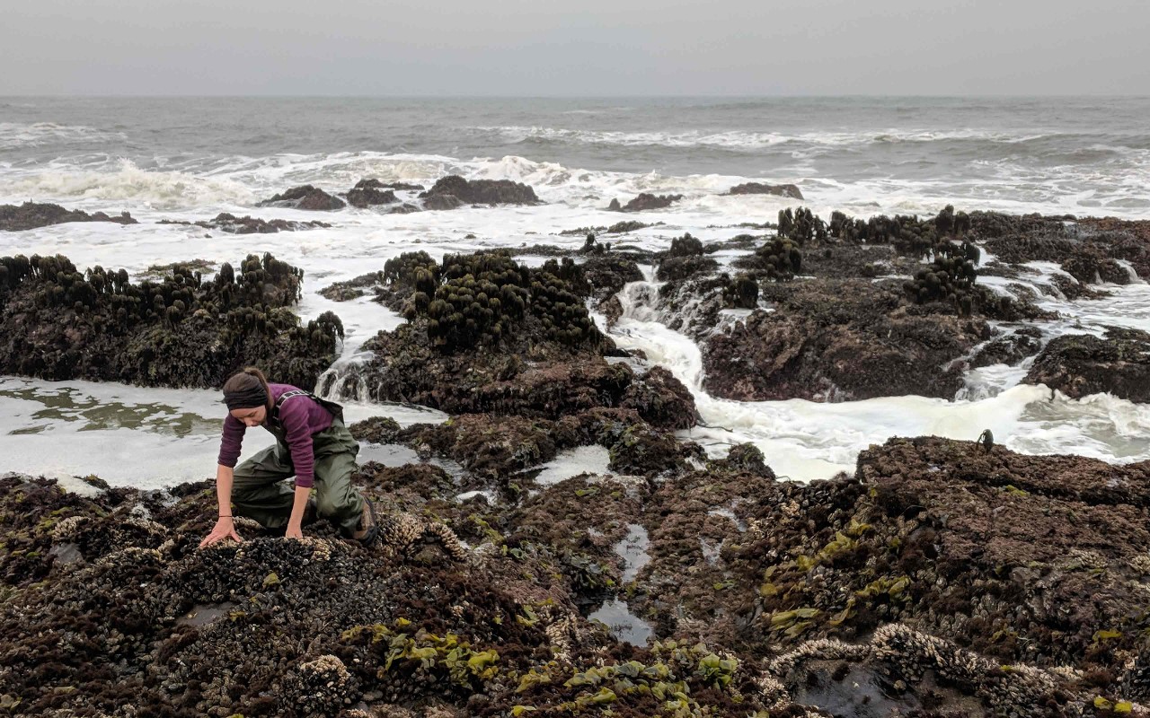 Dr. Alyssa Stark on her hands and knees collecting sea urchins on the rocky shoreline by the Pacific Ocean