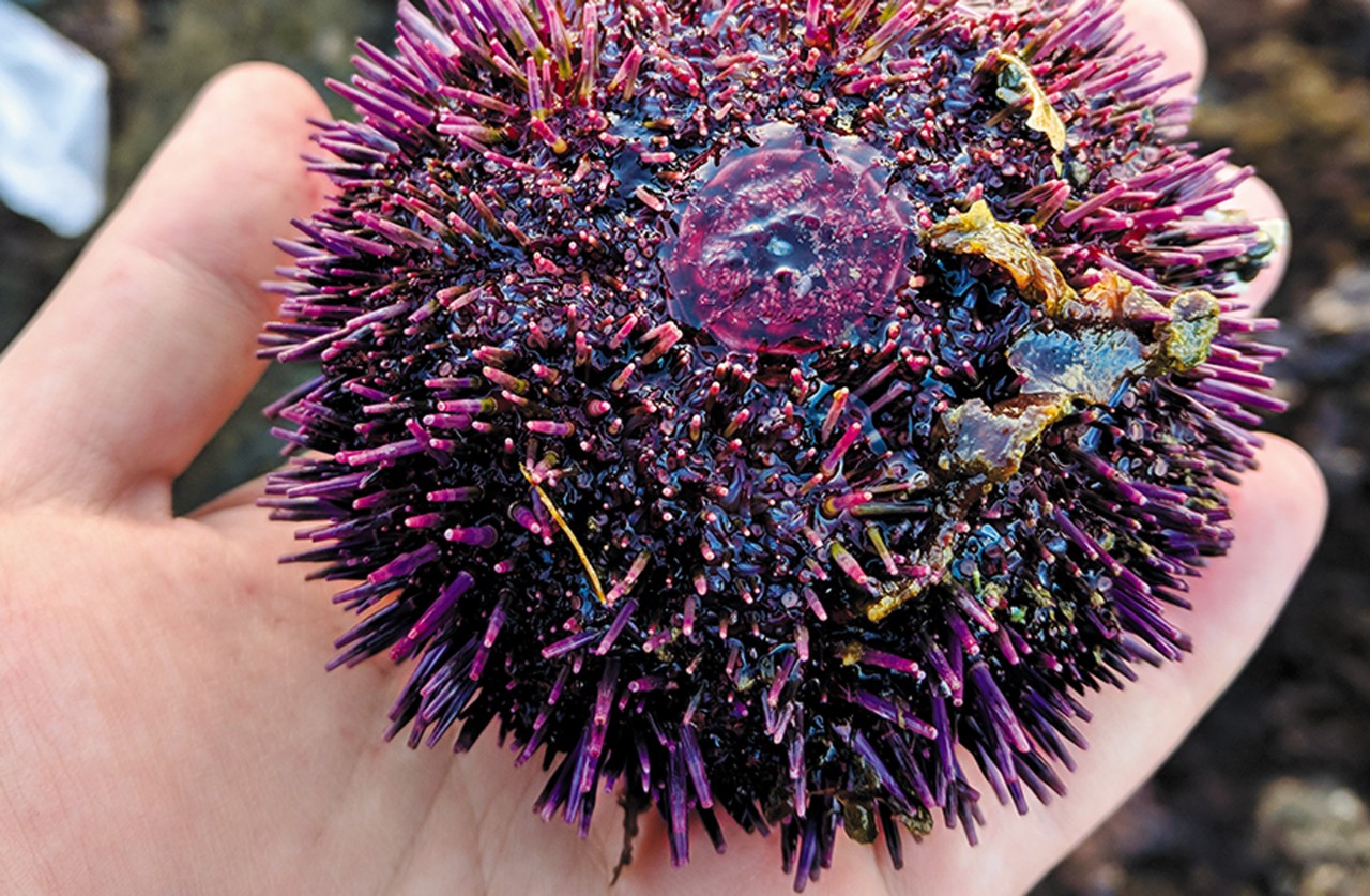 purple sea urchin being held in the palm of someone's hand