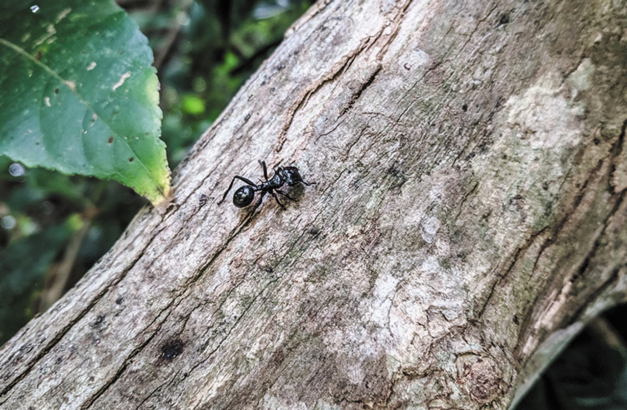black ant on the bark of a tree