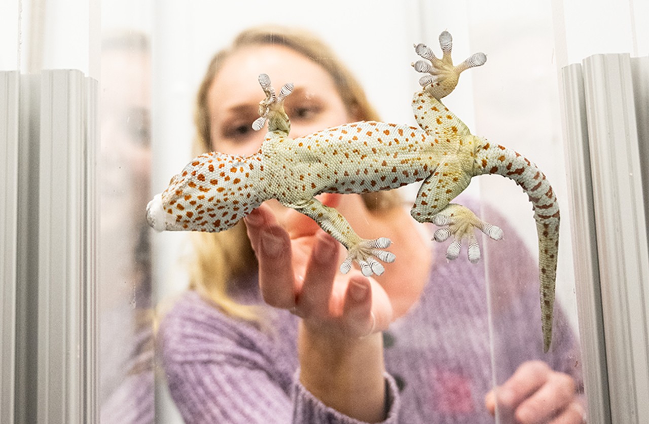female student observing a gecko sticking to a glass surface