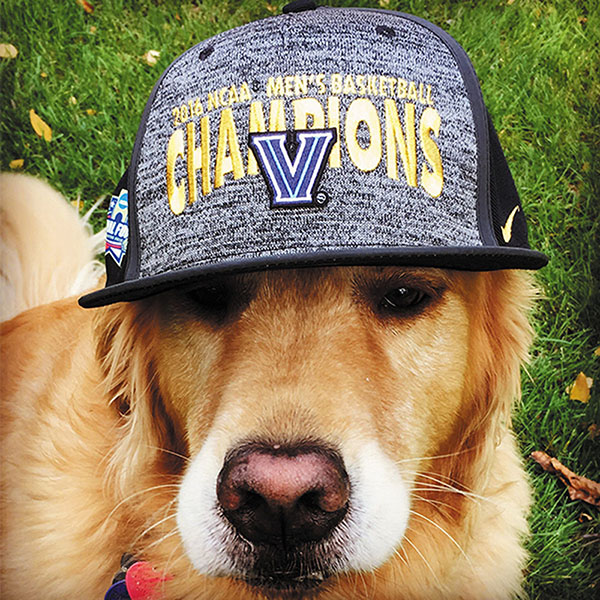 a gold dog wearing a Villanova champions cap