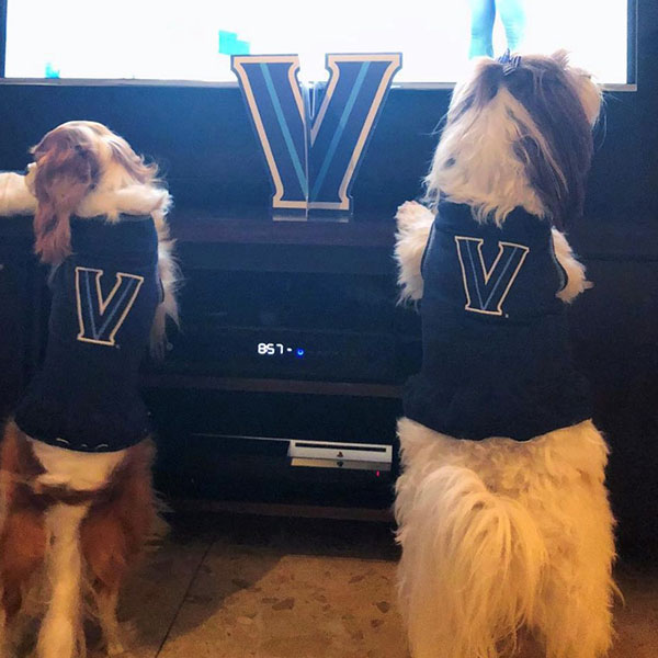 Two fluffy dogs wearing Villanova jerseys leaning against TV to watch game