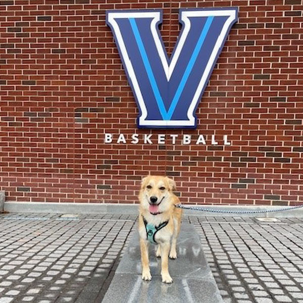 a golden dog standing in front of a brick wall adorned with a blue V and the word basketball