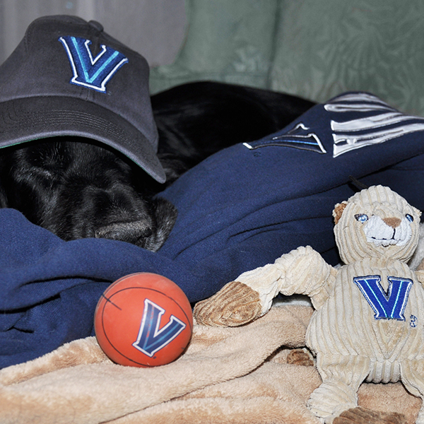 a black dog sleeps surrounded by Villanova merchandise 