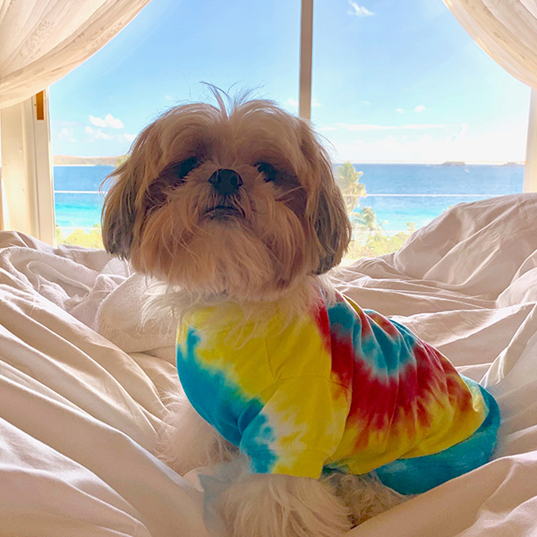 cute little dog dressed in a tie-dye t-shirt sitting on a white sheet in front of a tropical landscape