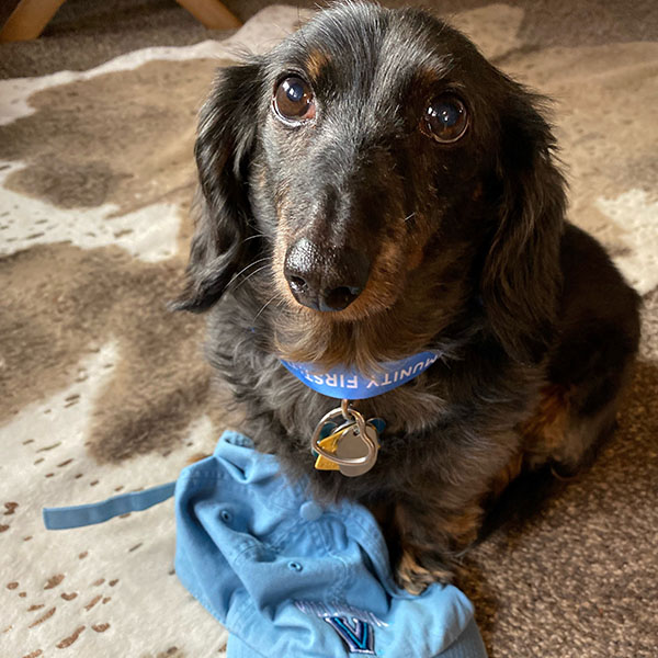 a tiny dachshund with giant brown eyes sits next to a blue Villanova cap
