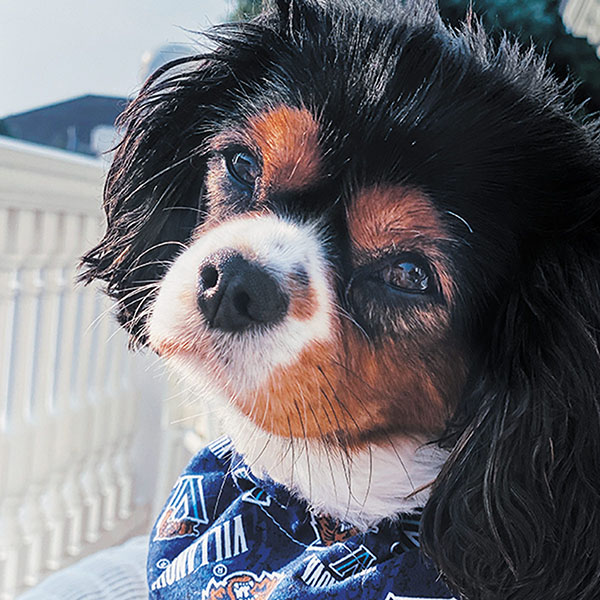 small dog wearing a Villanova bandana