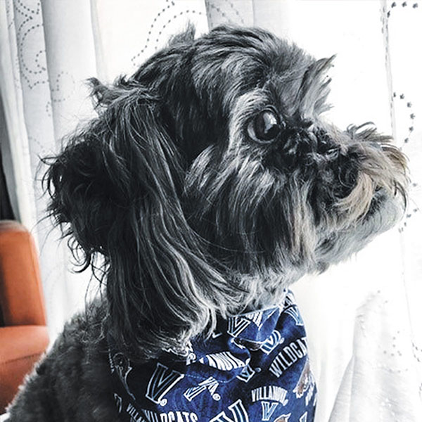 side profile of a black dog wearing a Villanova bandanana and looking out a curtained window 