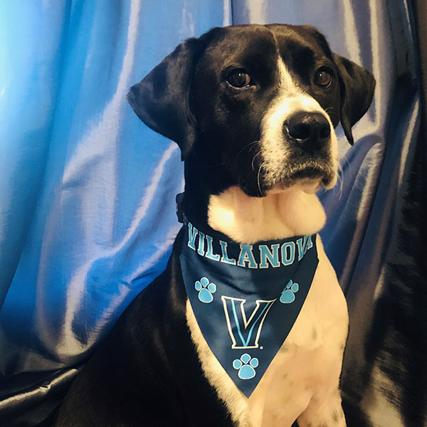 black and white dog wearing a Villanova bandanna while posing in front of a blue curtain