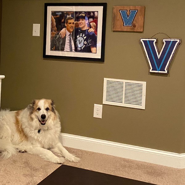 a big fluffy dog sits on a carpeted floor underneath a framed picture of Jay Wright