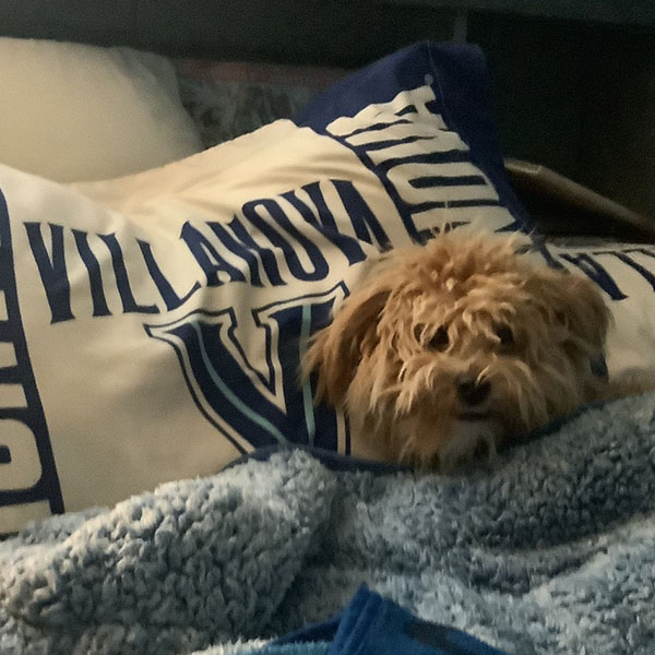 a small fluffy dog in bed with its head resting on a Villanova pillowcase 