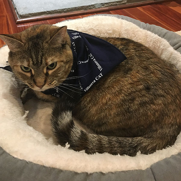 gray tabby wearing a Villanova Cat bandanna while curled up in its pet bed 