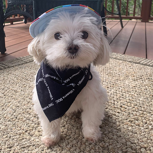 Small white dog wearing a multicolor baseball cap and Villanova bandanna 