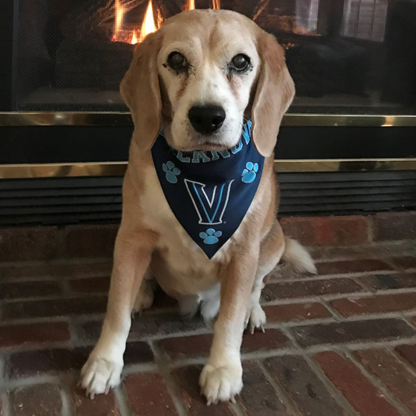 beagle wearing a blue Villanova bandanna sitting in front of a fireplace