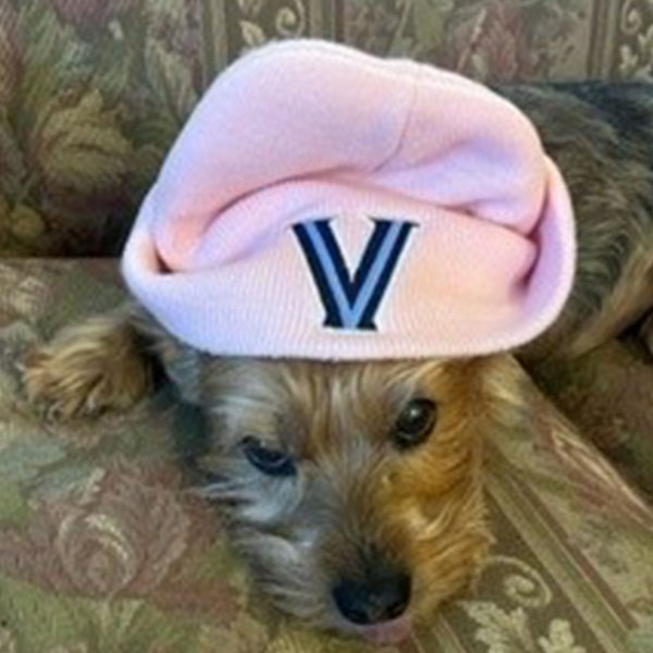 a brown dog wearing a pink knit Villanova hat lays on a couch with floral print