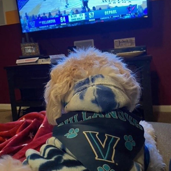 the back of a fluffy dog's head laying in front of a TV with Villanova Basketball on the screen