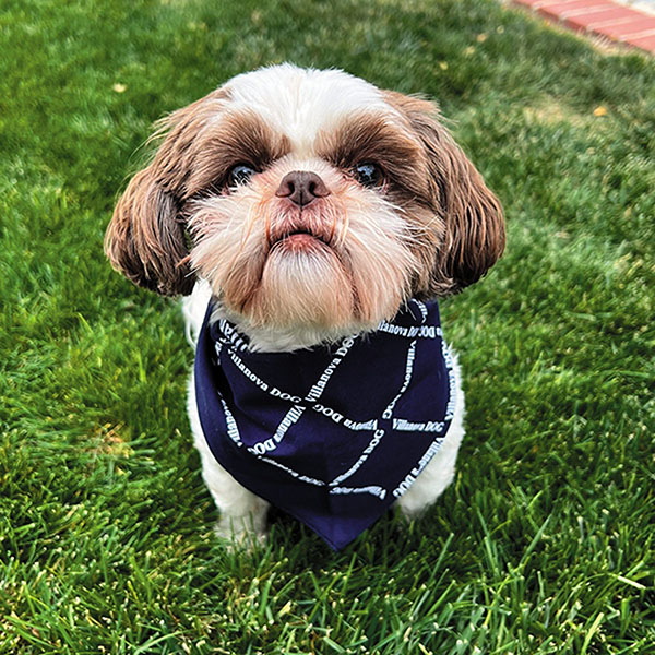 small fluffy dog wearing a blue bandana with white stripes